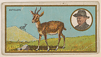 Antelope, from the "Teddy's Trophies" series (E27) for the American Caramel Company, American Caramel Company, Philadelphia American, Commercial color lithograph