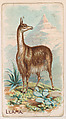 Llama, from the Zoo Animals series (E26) issued by the Philadelphia Caramel Co. to promote Zoo Caramels, Philadelphia Caramel Co., Camden, New Jersey American, Commercial color lithograph