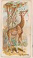 Giraffe, from the Zoo Animals series (E26) issued by the Philadelphia Caramel Co. to promote Zoo Caramels, Philadelphia Caramel Co., Camden, New Jersey  American, Commercial color lithograph
