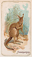 Kangaroo, from the Zoo Animals series (E26) issued by the Philadelphia Caramel Co. to promote Zoo Caramels, Philadelphia Caramel Co., Camden, New Jersey  American, Commercial color lithograph