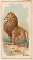 Lion, from the Zoo Animals series (E26) issued by the Philadelphia Caramel Co. to promote Zoo Caramels, Philadelphia Caramel Co., Camden, New Jersey  American, Commercial color lithograph