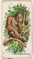 Orangoutang, from the Zoo Animals series (E26) issued by the Philadelphia Caramel Co. to promote Zoo Caramels, Philadelphia Caramel Co., Camden, New Jersey  American, Commercial color lithograph