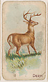Deer, from the Zoo Animals series (E26) issued by the Philadelphia Caramel Co. to promote Zoo Caramels, Philadelphia Caramel Co., Camden, New Jersey  American, Commercial color lithograph