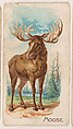 Moose, from the Zoo Animals series (E26) issued by the Philadelphia Caramel Co. to promote Zoo Caramels, Philadelphia Caramel Co., Camden, New Jersey  American, Commercial color lithograph
