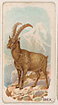 Ibex, from the Zoo Animals series (E26) issued by the Philadelphia Caramel Co. to promote Zoo Caramels, Philadelphia Caramel Co., Camden, New Jersey  American, Commercial color lithograph