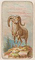 Bighorn, from the Zoo Animals series (E26) issued by the Philadelphia Caramel Co. to promote Zoo Caramels, Philadelphia Caramel Co., Camden, New Jersey  American, Commercial color lithograph