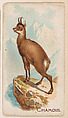 Chamois, from the Zoo Animals series (E26) issued by the Philadelphia Caramel Co. to promote Zoo Caramels, Philadelphia Caramel Co., Camden, New Jersey  American, Commercial color lithograph