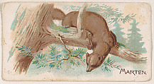 Marten, from the Zoo Animals series (E26) issued by the Philadelphia Caramel Co. to promote Zoo Caramels, Philadelphia Caramel Co., Camden, New Jersey  American, Commercial color lithograph