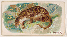 Jaguar, from the Zoo Animals series (E26) issued by the Philadelphia Caramel Co. to promote Zoo Caramels, Philadelphia Caramel Co., Camden, New Jersey  American, Commercial color lithograph