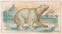 Polar Bear, from the Zoo Animals series (E26) issued by the Philadelphia Caramel Co. to promote Zoo Caramels, Philadelphia Caramel Co., Camden, New Jersey  American, Commercial color lithograph