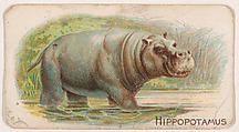 Hippopotamus, from the Zoo Animals series (E26) issued by the Philadelphia Caramel Co. to promote Zoo Caramels, Philadelphia Caramel Co., Camden, New Jersey  American, Commercial color lithograph