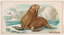 Walrus, from the Zoo Animals series (E26) issued by the Philadelphia Caramel Co. to promote Zoo Caramels, Philadelphia Caramel Co., Camden, New Jersey  American, Commercial color lithograph