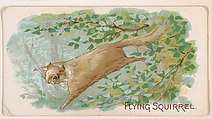 Flying Squirrel, from the Zoo Animals series (E26) issued by the Philadelphia Caramel Co. to promote Zoo Caramels, Philadelphia Caramel Co., Camden, New Jersey  American, Commercial color lithograph