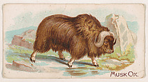 Musk Ox, from the Zoo Animals series (E26) issued by the Philadelphia Caramel Co. to promote Zoo Caramels, Philadelphia Caramel Co., Camden, New Jersey  American, Commercial color lithograph