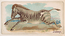 Zebra, from the Zoo Animals series (E26) issued by the Philadelphia Caramel Co. to promote Zoo Caramels, Philadelphia Caramel Co., Camden, New Jersey American, Commercial color lithograph