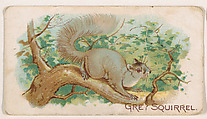 Grey Squirrel, from the Zoo Animals series (E26) issued by the Philadelphia Caramel Co. to promote Zoo Caramels, Philadelphia Caramel Co., Camden, New Jersey American, Commercial color lithograph