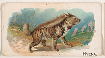 Hyena, from the Zoo Animals series (E26) issued by the Philadelphia Caramel Co. to promote Zoo Caramels, Philadelphia Caramel Co., Camden, New Jersey  American, Commercial color lithograph