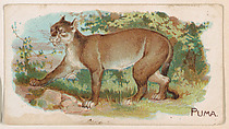 Puma, from the Zoo Animals series (E26) issued by the Philadelphia Caramel Co. to promote Zoo Caramels, Philadelphia Caramel Co., Camden, New Jersey  American, Commercial color lithograph