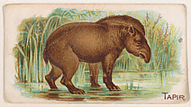 Tapir, from the Zoo Animals series (E26) issued by the Philadelphia Caramel Co. to promote Zoo Caramels, Philadelphia Caramel Co., Camden, New Jersey American, Commercial color lithograph