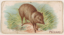 Peccary, from the Zoo Animals series (E26) issued by the Philadelphia Caramel Co. to promote Zoo Caramels, Philadelphia Caramel Co., Camden, New Jersey American, Commercial color lithograph