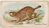 Prairie Dog, from the Zoo Animals series (E26) issued by the Philadelphia Caramel Co. to promote Zoo Caramels, Philadelphia Caramel Co., Camden, New Jersey  American, Commercial color lithograph