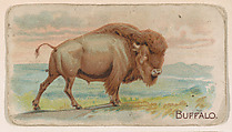 Buffalo, from the Zoo Animals series (E26) issued by the Philadelphia Caramel Co. to promote Zoo Caramels, Philadelphia Caramel Co., Camden, New Jersey  American, Commercial color lithograph