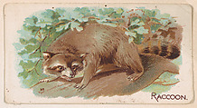 Raccoon, from the Zoo Animals series (E26) issued by the Philadelphia Caramel Co. to promote Zoo Caramels, Philadelphia Caramel Co., Camden, New Jersey  American, Commercial color lithograph