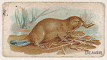 Beaver, from the Zoo Animals series (E26) issued by the Philadelphia Caramel Co. to promote Zoo Caramels, Philadelphia Caramel Co., Camden, New Jersey  American, Commercial color lithograph