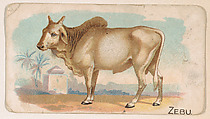 Zebu, from the Zoo Animals series (E26) issued by the Philadelphia Caramel Co. to promote Zoo Caramels, Philadelphia Caramel Co., Camden, New Jersey  American, Commercial color lithograph
