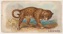 Leopard, from the Zoo Animals series (E26) issued by the Philadelphia Caramel Co. to promote Zoo Caramels, Philadelphia Caramel Co., Camden, New Jersey  American, Commercial color lithograph