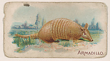 Armadillo, from the Zoo Animals series (E26) issued by the Philadelphia Caramel Co. to promote Zoo Caramels, Philadelphia Caramel Co., Camden, New Jersey  American, Commercial color lithograph