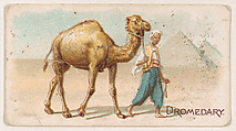 Dromedary, from the Zoo Animals series (E26) issued by the Philadelphia Caramel Co. to promote Zoo Caramels, Philadelphia Caramel Co., Camden, New Jersey  American, Commercial color lithograph