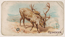 Reindeer, from the Zoo Animals series (E26) issued by the Philadelphia Caramel Co. to promote Zoo Caramels, Philadelphia Caramel Co., Camden, New Jersey  American, Commercial color lithograph