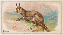 Lynx, from the Zoo Animals series (E26) issued by the Philadelphia Caramel Co. to promote Zoo Caramels, Philadelphia Caramel Co., Camden, New Jersey  American, Commercial color lithograph