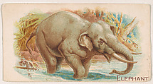 Elephant, from the Zoo Animals series (E26) issued by the Philadelphia Caramel Co. to promote Zoo Caramels, Philadelphia Caramel Co., Camden, New Jersey  American, Commercial color lithograph