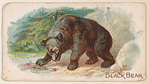Black Bear, from the Zoo Animals series (E26) issued by the Philadelphia Caramel Co. to promote Zoo Caramels, Philadelphia Caramel Co., Camden, New Jersey  American, Commercial color lithograph