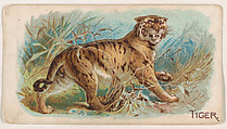 Tiger, from the Zoo Animals series (E26) issued by the Philadelphia Caramel Co. to promote Zoo Caramels, Philadelphia Caramel Co., Camden, New Jersey  American, Commercial color lithograph