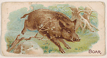 Boar, from the Zoo Animals series (E26) issued by the Philadelphia Caramel Co. to promote Zoo Caramels, Philadelphia Caramel Co., Camden, New Jersey  American, Commercial color lithograph