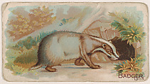 Badger, from the Zoo Animals series (E26) issued by the Philadelphia Caramel Co. to promote Zoo Caramels, Philadelphia Caramel Co., Camden, New Jersey  American, Commercial color lithograph