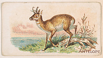 Antelope, from the Zoo Animals series (E26) issued by the Philadelphia Caramel Co. to promote Zoo Caramels, Philadelphia Caramel Co., Camden, New Jersey  American, Commercial color lithograph