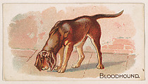 Bloodhound, from the Zoo Animals series (E26) issued by the Philadelphia Caramel Co. to promote Zoo Caramels, Philadelphia Caramel Co., Camden, New Jersey  American, Commercial color lithograph