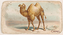 Camel, from the Zoo Animals series (E26) issued by the Philadelphia Caramel Co. to promote Zoo Caramels, Philadelphia Caramel Co., Camden, New Jersey  American, Commercial color lithograph