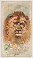 Lion, from the Zoo Animals series (E29) issued by The Philadelphia Confections Co. to promote Zoo Caramels, The Philadelphia Confections Co. American, Commercial color lithograph