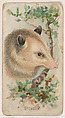 Opossum, from the Zoo Animals series (E29) issued by The Philadelphia Confections Co. to promote Zoo Caramels, The Philadelphia Confections Co. American, Commercial color lithograph