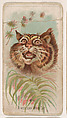 American Wild Cat, from the Zoo Animals series (E29) issued by The Philadelphia Confections Co. to promote Zoo Caramels, The Philadelphia Confections Co. American, Commercial color lithograph