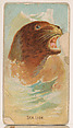 Sea Lion, from the Zoo Animals series (E29) issued by The Philadelphia Confections Co. to promote Zoo Caramels, The Philadelphia Confections Co. American, Commercial color lithograph