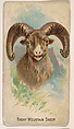 Rocky Mountain Sheep, from the Zoo Animals series (E29) issued by The Philadelphia Confections Co. to promote Zoo Caramels, The Philadelphia Confections Co. American, Commercial color lithograph
