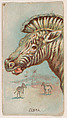 Zebra, from the Zoo Animals series (E29) issued by The Philadelphia Confections Co. to promote Zoo Caramels, The Philadelphia Confections Co. American, Commercial color lithograph