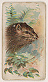 Porcupine, from the Zoo Animals series (E29) issued by The Philadelphia Confections Co. to promote Zoo Caramels, The Philadelphia Confections Co. American, Commercial color lithograph