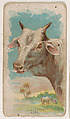 Zebu, from the Zoo Animals series (E29) issued by The Philadelphia Confections Co. to promote Zoo Caramels, The Philadelphia Confections Co. American, Commercial color lithograph